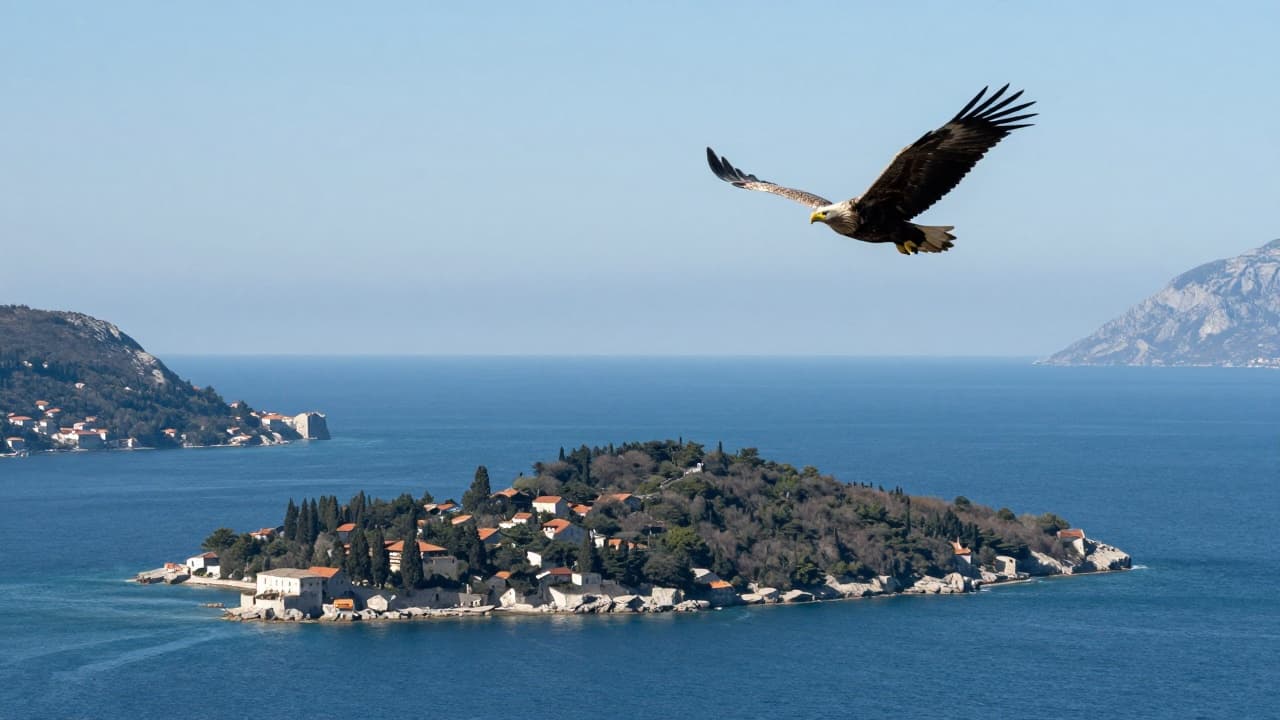 Bijeli orao u letu iznad mora