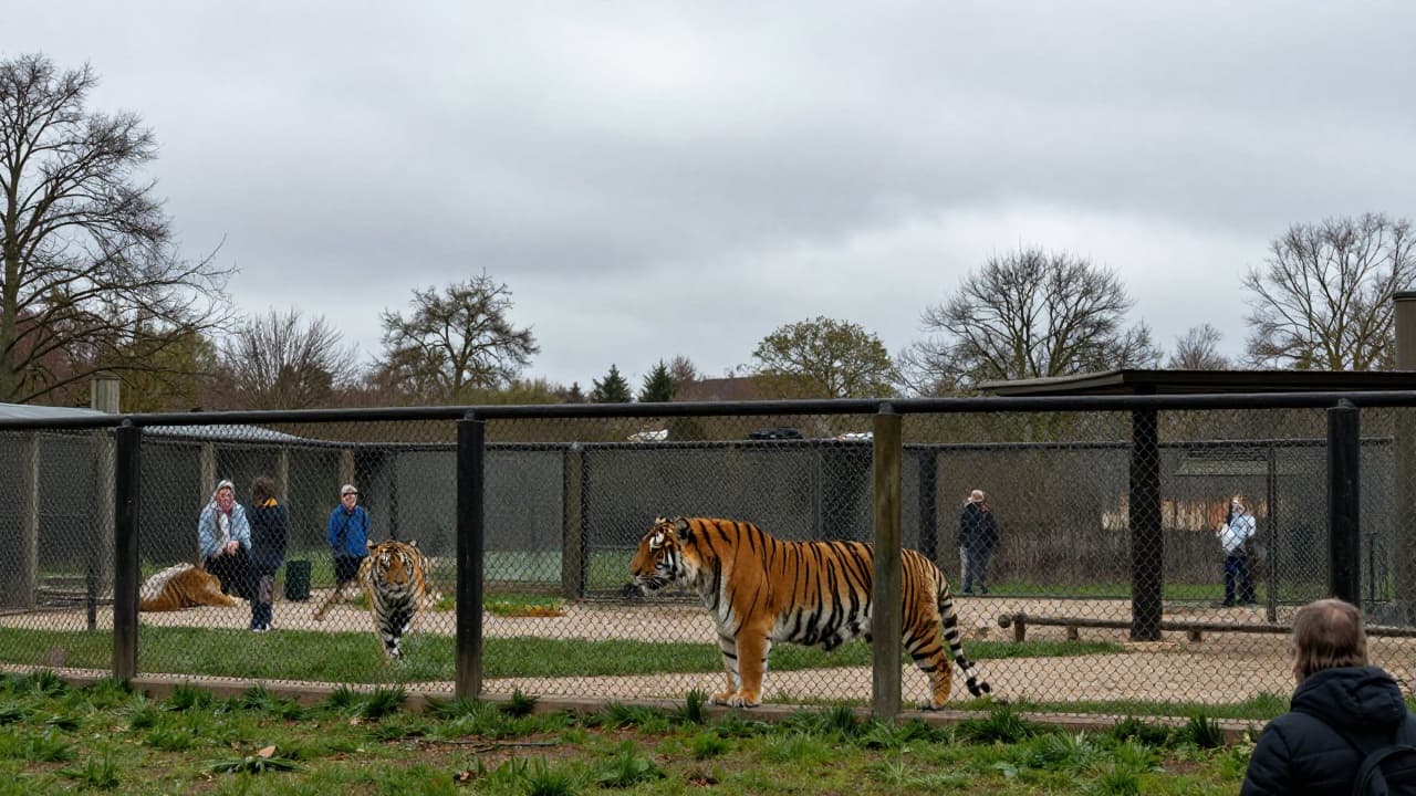 Sibirski tigar iza ograde