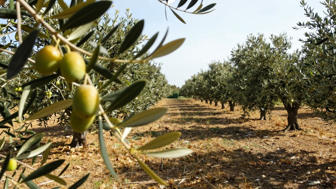 Maslinova grana s plodovima u jesenskom svjetlu